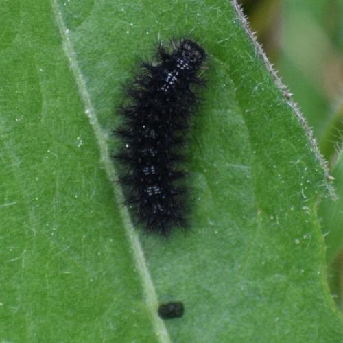 Euphydryas aurinia